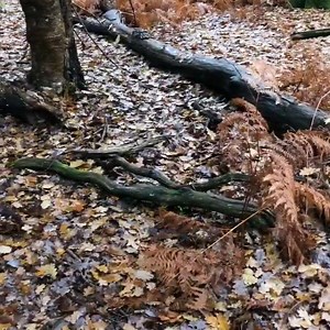 Leaping into the weekend!  #fridayfeeling #tgif ⁣ ⁣ Thank you to @gems_miles for this fabulous video of Connie loving her trip to the New Forest! ⁣ | PetsPyjamas | Facebook