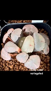 Haworthia maughanii ‘Ruby Lens’, variegated form and normal form. #rennyshaworthia | Renny's Haworthia