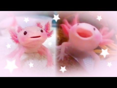 Cute Axolotl - Cute and Funny Axolotl Videos Compilation | Sugary Cute