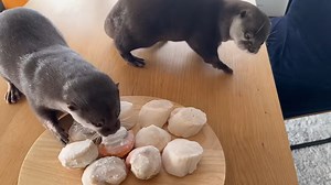 58K views · 1.7K reactions | Vidrele făcând mâncarea să dispară Otters making food dissapear | Veni, vidi, VIDRE | Facebook