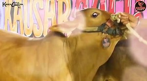 ⏰️ Finally The Wait Is Over ⏰️ Presenting You The Beauties Of ❤️Kausar Cattle Farm❤️ Aik Se Barh K Aik Maal 💥Starting Price 130K Onwards💥 Full Vlog Tonight At 🔥Karachi Cattle Collection🔥 #KausarCattleFarm #karachicattlecollection #Uzair | Karachi Cattle Collection
