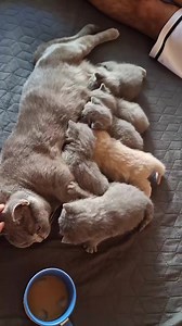 Ce dimineți frumoase..Mami cafea cu lapte, ei cu lapte de la Irisuca ❤️❤️ | Eva Scottish fold