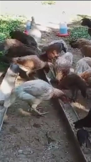 Regular na pagbibigay ng b@cterial flushing para sa hindi sakitin na manok #Agrinegosyo #nativechicken #premoxilpowder #agribusiness | Usapang AgriNegosyo