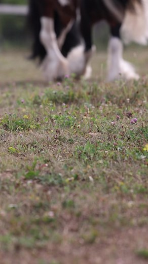 9.7K views · 506 reactions | Gypsy Cob stallion “SD Worth It” is hot stuff ❤️‍  濾 #gypsycob #gypsyvanner #gypsyhorse #stallion #hotstuff #equine #horses #equinephotography | Samantha Dawn - Equine Photography | Facebook