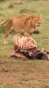 2.3K views · 22 reactions | Life Energy on Reels | Facebook