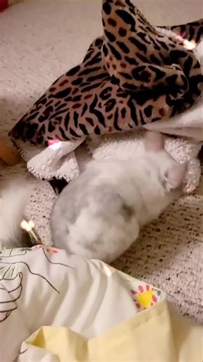 🐭 What's it? #chinchilla #chinchillalove #chinchillamoments #chinchilladiary #chinchillacute #chinchillalife #Dirbythechinchilla #rescuedchinchilla