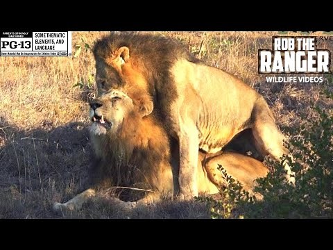 Male Lions Reinforcing Social Bonds | Wildlife On Safari
