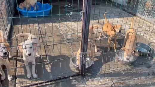 3.8K views · 26 reactions | People don’t always realise - but Romania can get HOT. So it’s important our dogs can cool down! Here’s our April puppies being smart and cooling off! How many can you recognise… check the comments for their pictures! | Zoe's Home Animal Rescue Romania | Facebook