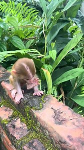 Ａｐａａｎｓｉ on Reels