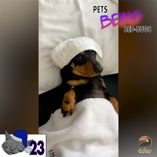 30K views · 205 reactions | No Sunday Scaries for These Sleepy Pets!  | Animals Doing Things | Facebook