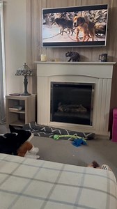 At last Barney gets a real Buck Toy for his favourite movie. Thank you Gena. Bought it with those 500 stars you gifted.#TheCallOfTheWild#react#reaction Part 36 | Stephen Kelleher | Facebook