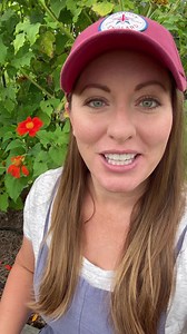 Plant Tithonia to attract bees, butterflies, and beneficial birds to your garden! #gardentips #pollinators #flowers #plantingforpollinators #gardenideas #gardeninspiration #tithonia | From Dream to Seed