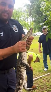 1.2K views | Three-Legged alligator gets safely rescued | Goodlife Productions | Facebook