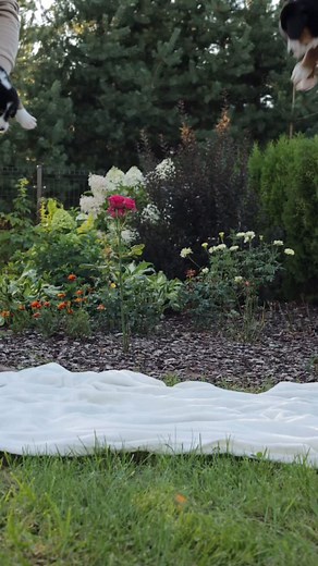 Little paws, huge curiosity! ❤️ Puppy boys ar outside & running, tumbling, sniffing, and loving every second of it 😁🐾 • #lielaisšveicesganusuns #greaterswissmountaindog #swissy #gsmd #gsmdlatvia #zennenhund #kucēni #swissydog #bigdogsofinstagram #bigdog #swissypuppy #gsmdpuppy #greaterswissmountainpuppy #swissmountaindog #puppy #puppies | Argos Bonerabard & Sunshine Solmebos - GSMD Latvia