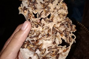 Peyek Laron, Kuliner Extrim Boyolali Sejak Jaman Penjajahan  - Sonora.id