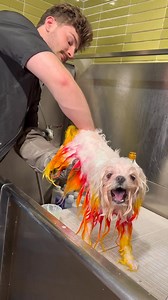 Dogsbylogan Fam on Reels