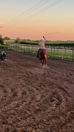 Getting Al tuned up roping the sled before starting back on live cattle. #horse #roping #hotheels #ropingsled #nebraska #miabrowbeater #6yearold | Ruether Ranch