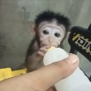 2.4K views · 59 reactions | baby monkey Jojo; he enjoys his milk until he defecates 藍藍. | Animal Home | Facebook