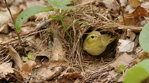 Caméra cachée : un oiseau jaune aperçu dans son nid en forêt