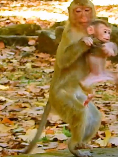 Rainbow take Lily run away avoid their nasty mom Libby torture #beautiful #monkeydluffy #monkeycute #babymonkey #monkeyface #lovely #monkey #cute #animals #animalsbaby #poormonkey #monkeycry #funny #funnyvideo #cuteanimals | Model Monkey