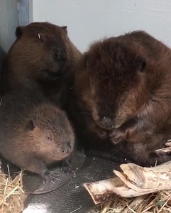 The beaver family that grooms together, stays together. ❤️ | Point Defiance Zoo & Aquarium