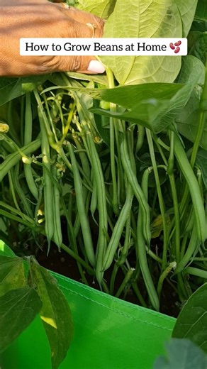 How to grow Beans in Containers? 1. Choose a variety - Bush Beans - which grows on a short bushy plant Pole Beans - are climbing vines that need a trellis to grow on 2. Choose a Container - Pots or Grow Bags works well. Atleast 12inches container is required 3. Find the Right Location - Bean Plants require adequate sunlight for a fruitful harvest, as a partial shade reduces their yield The ideal light situation is 4 - 5 hrs of direct sunlight in the morning 4. Use the right soil - Choose a stand