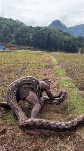 Why does no tribal hunt a bird before a snake #shortvideo