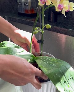 13K views | Indoor Plant Maintenance in LECA #indoorgardening #houseplants #plantstagram #plantslover #plants #thegreenearth_official #indoorplants #gardening #leca | The Green Earth | Facebook