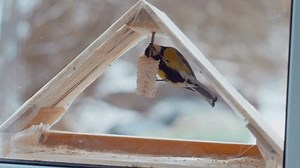 Little Birds Eat Seeds Feeder Outside Stock Footage Video (100% Royalty-free) 3405135037 | Shutterstock