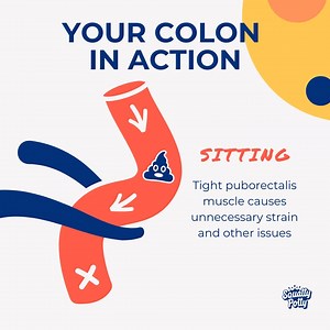 2.2K views | Our anatomy is designed for squatting, but modern toilets have thrown us off. The puborectalis muscle relaxes fully in this position, making it easier to go  Try adding a #squattypotty to your bathroom routine for a more natural and comfortable experience! ✨ #colonhealth #poopbetter #guthealth | Squatty Potty | Facebook