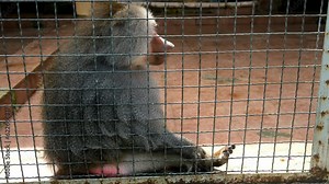 Hamadryas baboon - Papio hamadryas - sitting inside enclosure cage in zoo. Adult furry grey monkey walking in cage. Keeping animals in captivity, taking care of primates. An old stationary zoo.