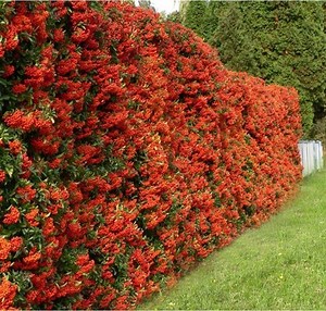 Pyracantha - Alchetron, The Free Social Encyclopedia