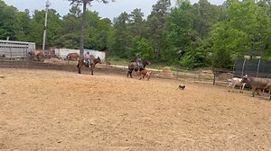 Haydon Cleveland Hukos AND ROSE snag one , Trevor Fletcher AND HOT DOG getting work in on ranch work today .. | Max Bishop | Facebook