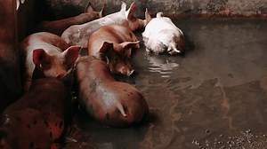 「汚い体のスクランブルとブリーダー豚は、食べ物を食べる、豚の体の獣畜の接写。豚小屋で農場で大きな豚、屋内の動物農場で若い大きな家畜の豚、4K」の動画素材（ロイヤリティフリー）3509299065 | Shutterstock