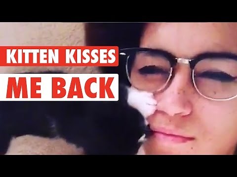 Kissing Kitty Cat || Kitten Love