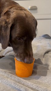 Team Edward Labrador Rescue on Reels | Facebook