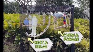 Parakeet Cage Accessories Kit - Natural Wood Bird Swing Perch & Chewing Toys for Cockatiel Conure Budgerigar Love Birds