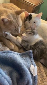 This is how we cuddle pile. 😻🐾 #fyp #cats #mycrazycatlife #cuddles | Justin Jones