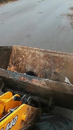 Farm WithMe Calf Transportation Pretty Girl Silage Handling Cow Milking Hoof Trimming Animal Rescue, PART 2 #farming #technology #inventions #fyp #brapaws #how #cowandmilk #modern #farmmilk #manufacturing #prodution #cows #howitworks #reel #cow | Bra Paws