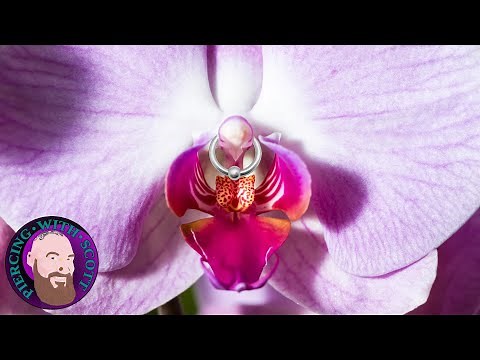 The Whole Truth - Clitoris Piercing