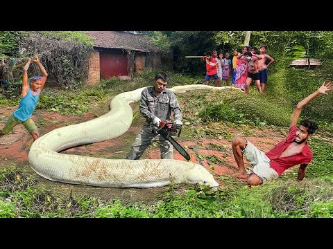 Clean up | Horrifying discovery of giant Indian rock python monster attack people in abandoned house