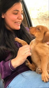 91K views · 6K reactions | Mota kinna ho Gaya #puppy #puppies #puppylove #puppylovers #puppylife #dogmother #dogmom #dog #dogs #dogfood #doglife #doglover #doglovers #supportus #blessings #love #reels #viral #instareels #insta #instagram #fb #fbreels #fbreelsvideo #fbreelsfypシ゚viral | Bezubaanjaan1517 | Facebook