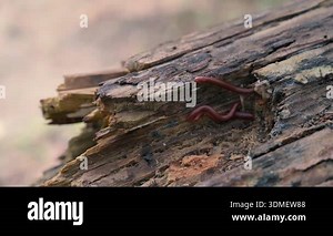 A brown millipede or Trigoniulus corallinus or rusty millipede, on pile of paveers or concrete block paving