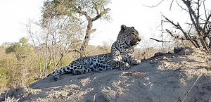 Female leopard Nsele on top of a termite hill watching Xhimhungwe lionesses in a distance #PU area. | Africa Journey Nature Experience