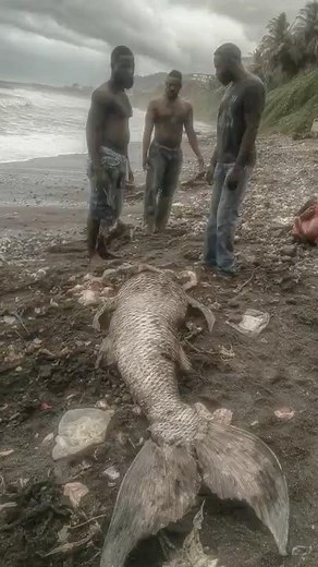 Unbelievable Mermaid Washes Up on Jamaican Coast After Storm