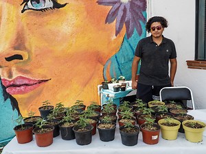 Mexico's Cannabis Growers Are Going Rogue