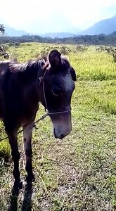 168 reactions · 75 shares | Good Evening from Brazil. This is a mule...