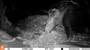 2.9K views · 31 reactions | Message de Dan Lavoie Guide: Ma caméra Bushnell CORE™ DS-4K NO GLOW TRAIL CAMERA en mode vidéo à capté un petit moment de nutrition de cette femelle. Elle est vraisemblablement contente de trouver de la nourriture facile provenant d’un sapin mature tombé par le vent !! | Bête de Chasse - La Tournée de Films Chasse Pêche | Facebook