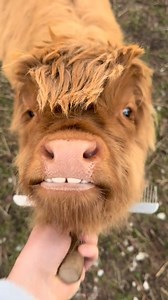 5.6K views · 14 reactions | Talking cows, can you believe it? #fyp #meme #cow | Animal World | Facebook