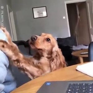 27K views · 761 reactions | When you're trying to work from home... Happy Wednesday! 殺 Via: its_betty_cocker | NBC4 | Facebook